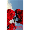 红火球紫薇