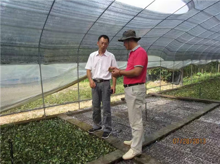 造型树&东莞各种造型树供应&**山野水果布福娜 