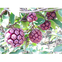 植物造型教学——湛江紫薇造型供应——布福娜苗 