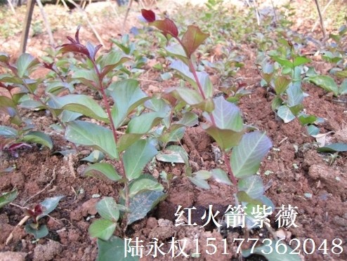 红火箭紫薇小苗