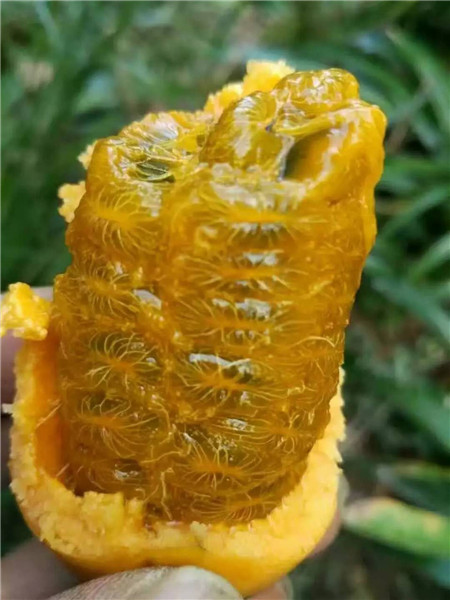 **山野水果布福娜—来宾植物快繁技术教学—布福娜苗 