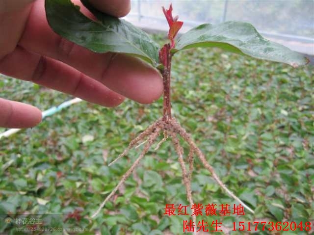**红紫薇