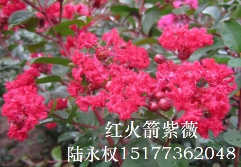 中国**红紫薇-红火箭紫薇4