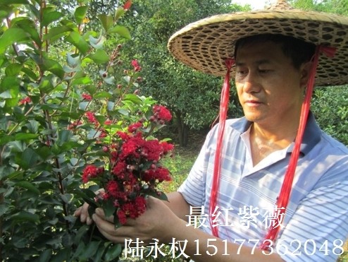 **红紫薇新品种