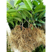 植物快繁技术教学—北海造型紫薇批发—八月瓜 