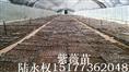 紫薇11