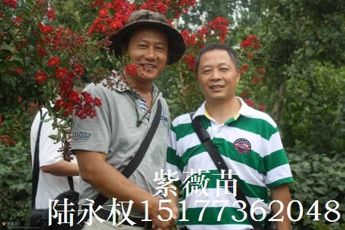 紫薇4