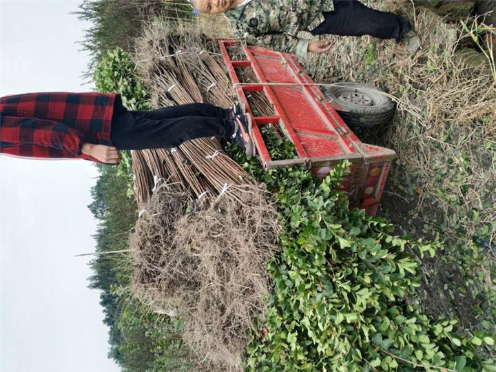 深圳哪里有造型紫薇|深圳造型紫薇树 