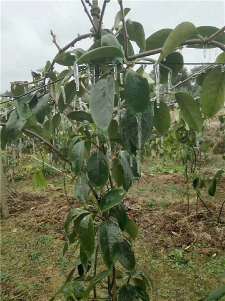 **山野水果布福娜—贺州八月瓜供应—布福娜苗 