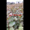 红火箭紫薇