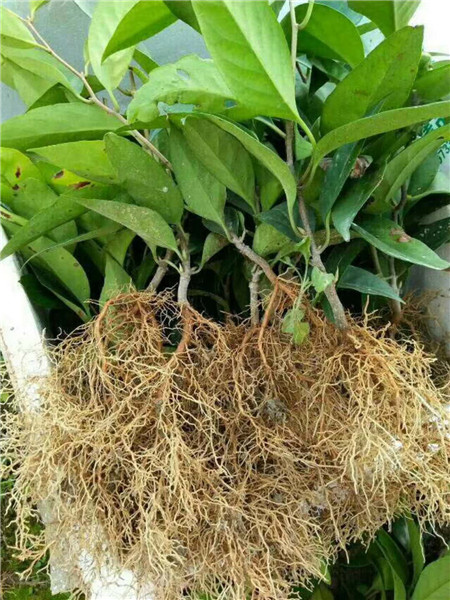 植物快繁技术教学—北海造型紫薇批发—八月瓜 