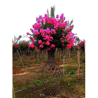 灵川造型树【哪里有紫薇花瓶造型】 