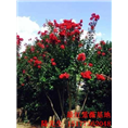 红火球紫薇
