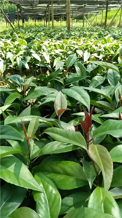 **山野水果布福娜—河池植物快繁技术教学—布福娜苗 