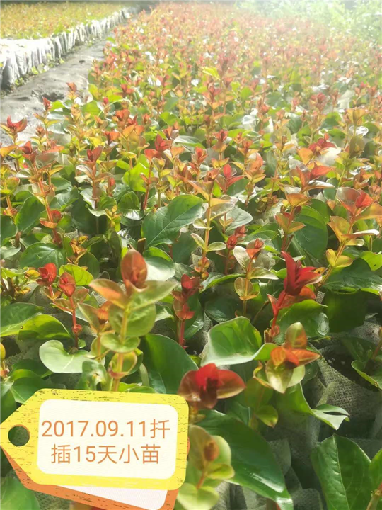 江苏植物高效快繁技术教学-桂泉苗木造型基地陆永权 