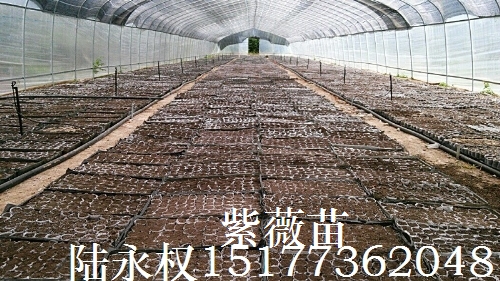 紫薇11
