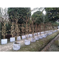 桂林哪里有造型树【紫薇造型字】 