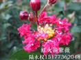 红火球紫薇开花了，果然红艳似火