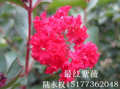 **红紫薇新品种之一