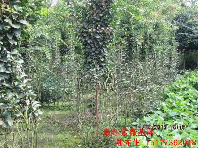 紫薇造型