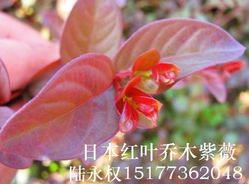**红紫薇品种-日本红叶乔木紫薇2