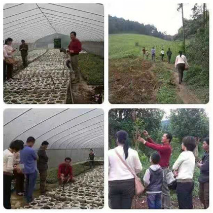 现场预定布福娜水果跟果苗