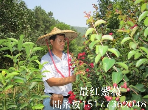 开红花的紫薇—**红紫薇新品种