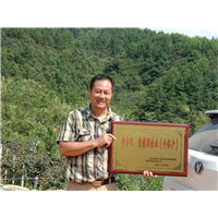黑老虎，八月瓜苗