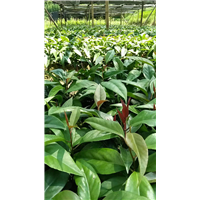 **山野水果布福娜—河池植物快繁技术教学—布福娜苗 