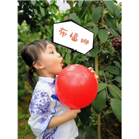 大量供应布福娜果苗果苗
