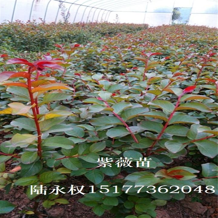 紫薇1