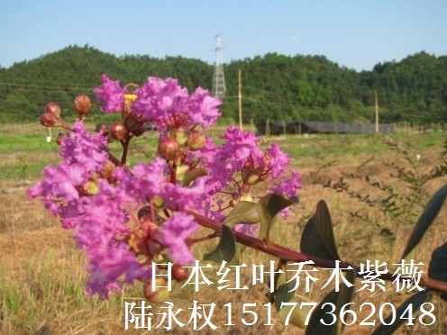 **红紫薇品种-日本红叶乔木紫薇5