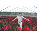 **红紫薇