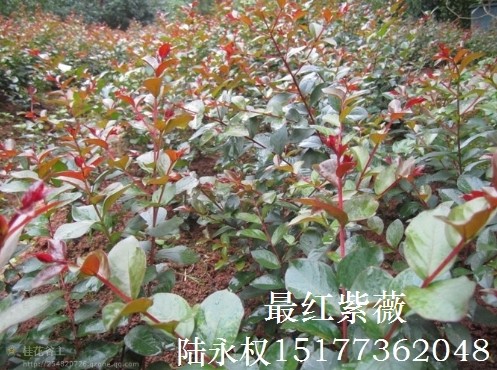 几天不见，紫薇苗苗长高了好多！