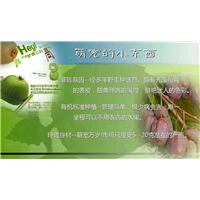 【软枣猕猴桃苗】湖北软枣子苗 