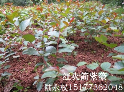 嘿，红火箭紫薇又长高了。这是去年从湖南林科院引进的**大红紫薇