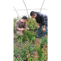 植物造型教学-广西造型树-优质造型树
