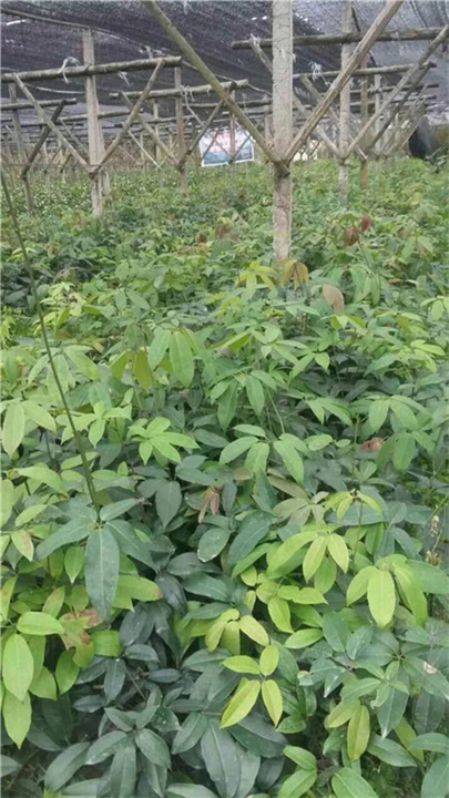 植物造型教学—桂林哪里有八月瓜苗—植物快繁技术教学 