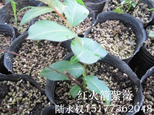 红火箭紫薇一叶一芽扦插，十天长出新根须