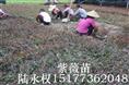 紫薇5