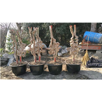 植物造型教学&哪里有八月瓜苗&各种造型树供应 