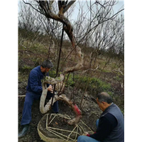 造型树【广西造型树】