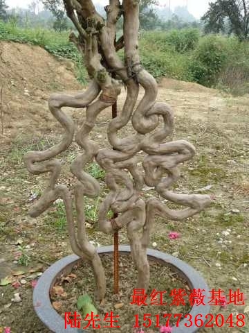 紫薇造型