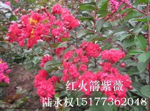 中国**红紫薇-红火箭紫薇7