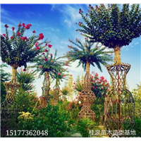 造型树【广西造型树】