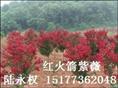 **红紫薇-红火箭紫薇2