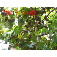 奇异莓 