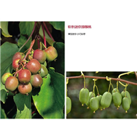 专业软枣子-找桂泉苗木基地 