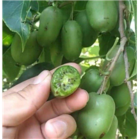 贵州软枣猕猴桃苗—找广西桂泉苗木基地 