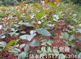 红火箭紫薇又长高了。这是去年从湖南林科院引进的**大红紫薇